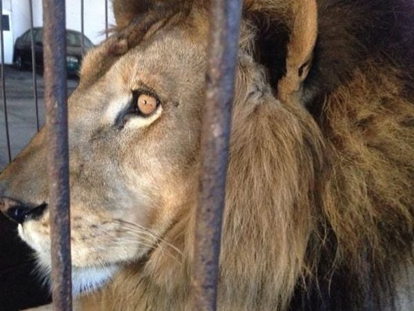 Sansão: leão viveu em zoológico do ES entre setembro de 2014 e março de 2023 por Divulgação | Zoo Park da Montanha