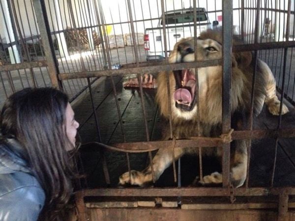 Sansão: leão viveu em zoológico do ES entre setembro de 2014 e março de 2023 por Divulgação | Zoo Park da Montanha