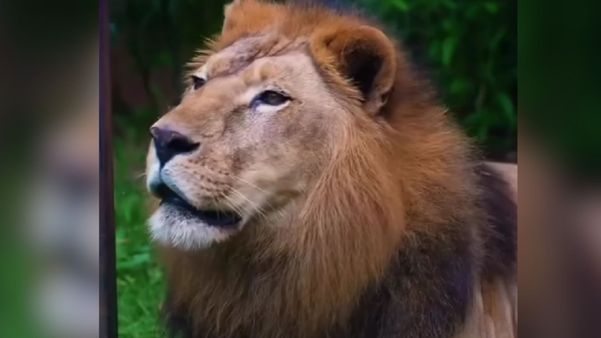 Sansão: leão viveu em zoológico do ES entre setembro de 2014 e março de 2023