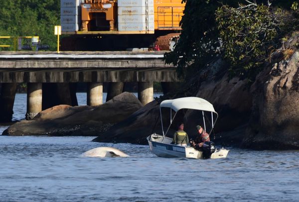 De acordo com o Projeto Baleia Jubarte é um Tubarão baleia o animal pareceu morto na Baía de Vitória.  por Carlos Alberto Silva