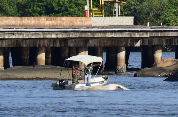 De acordo com o Projeto Baleia Jubarte é um Tubarão baleia o animal pareceu morto na Baía de Vitória.  por Carlos Alberto Silva