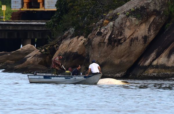 De acordo com o Projeto Baleia Jubarte é um Tubarão baleia o animal pareceu morto na Baía de Vitória.  por Carlos Alberto Silva