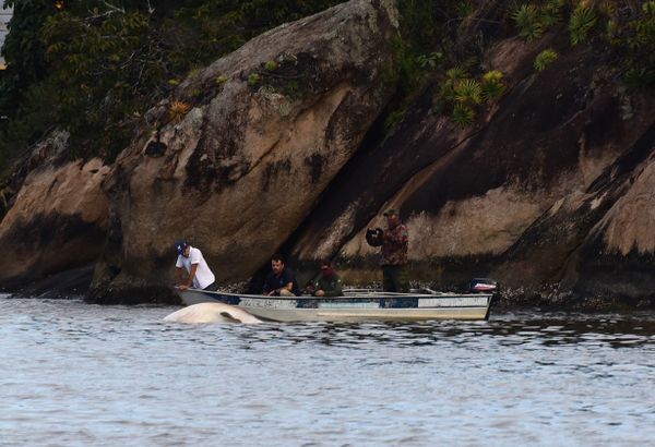 De acordo com o Projeto Baleia Jubarte é um Tubarão baleia o animal pareceu morto na Baía de Vitória.  por Carlos Alberto Silva