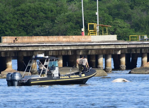 De acordo com o Projeto Baleia Jubarte é um Tubarão baleia o animal pareceu morto na Baía de Vitória.  por Carlos Alberto Silva