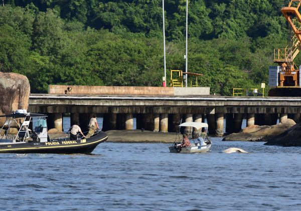 De acordo com o Projeto Baleia Jubarte é um Tubarão baleia o animal pareceu morto na Baía de Vitória.  por Carlos Alberto Silva