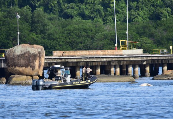 De acordo com o Projeto Baleia Jubarte é um Tubarão baleia o animal pareceu morto na Baía de Vitória.  por Carlos Alberto Silva