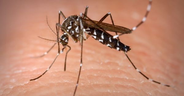 Município no Norte do Estado é o que tem maior incidência da doença – transmitida pelo mosquito Aedes aegypti