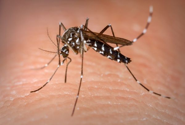 Só na Grande Vitória, desde 1° de janeiro de 2024, são mais de 827 casos de dengue notificados. Chuvas contribuem para aumento de infectados