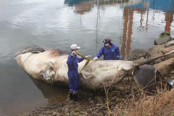 Carcaça de tubarão-baleia é rebocado para um estaleiro de Vila Velha por Divulgação | Projeto Baleia Jubarte e Instituto Orca