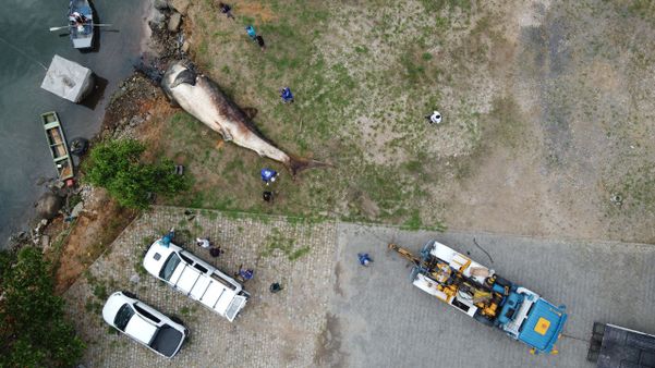 Animal apareceu morto na Baía de Vitória e depois foi rebocado para Vila Velha, onde especialistas investigam o que pode ter acontecido