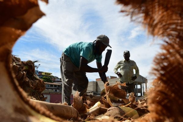 Venda de palmito para a Semana Santa na Grande Vitória
