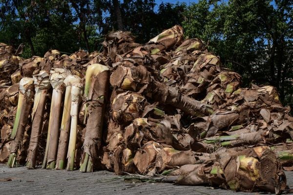 O produto é um dos principais ingredientes da torta capixaba por Fernando Madeira