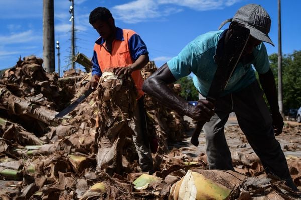 O produto é um dos principais ingredientes da torta capixaba por Fernando Madeira