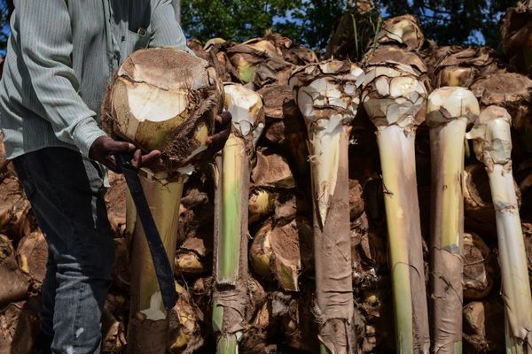 O produto é um dos principais ingredientes da torta capixaba por Fernando Madeira