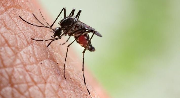 O vírus, que também é transmitido pelo mosquito Aedes aegypti, está prestes a completar uma década de circulação pelo país. Cientistas investigaram as dinâmicas de transmissão do patógeno — e propõem medidas para contê-lo daqui em diante