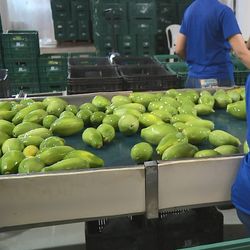 Uma série de outras cadeias produtivas do agro capixaba serão muito prejudicadas caso o anúncio do presidente norte-americano saia mesmo do papel