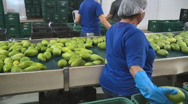 Produção de mamão no Espírito Santo, em Sooretama