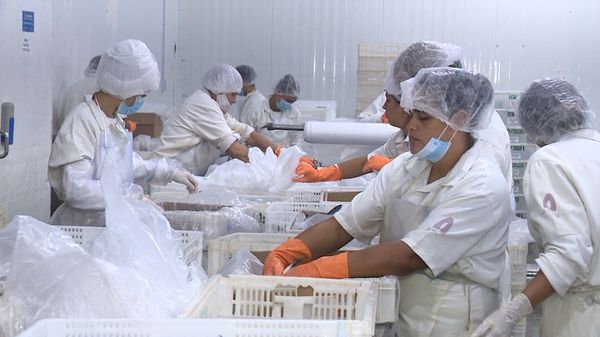 Atum em conserva de agroindústria de Itapemirim ganha selo arte por Luiz Gonçalves
