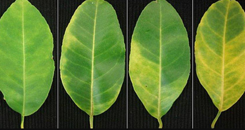 Plantas contaminadas com greening adquirem uma coloração amarelada