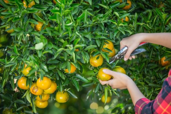 Produção de laranja pode ser uma das afetadas pelo greening