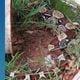 Imagem - Jiboia gigante é encontrada no quintal de casa em Jardim Camburi