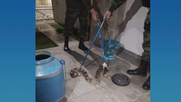 Militares da Polícia Ambiental recolhem jiboia por Foto leitor
