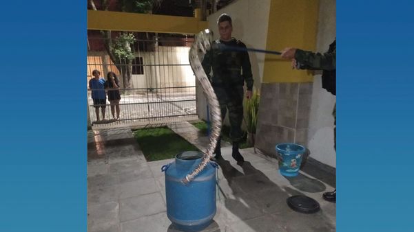 Militares da Polícia Ambiental recolhem jiboia por Foto leitor