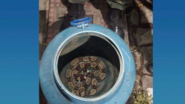 Vizinho conseguiu colocar cobra em balde por Foto leitor