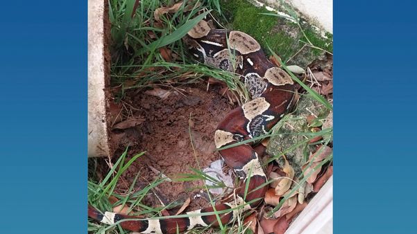 Jiboia foi encontrada no quintal de casa em Jardim Camburi por Foto leitor