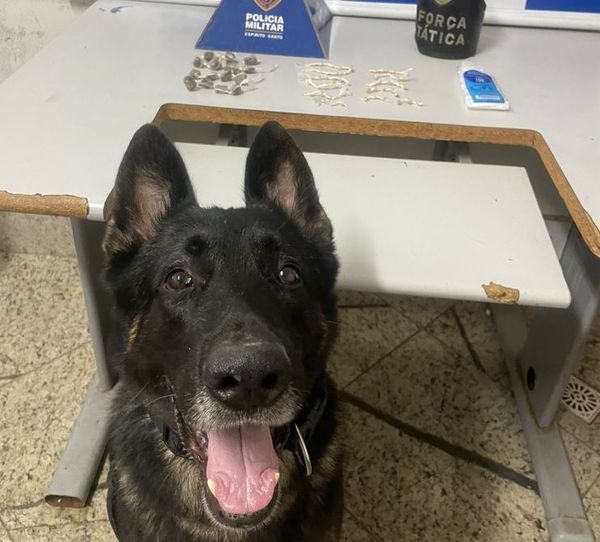 Cão Top, da equipe K-9 da PM, em Colatina