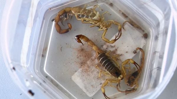 Infestação de escorpiões deixaram creche quase um mês sem aulas 