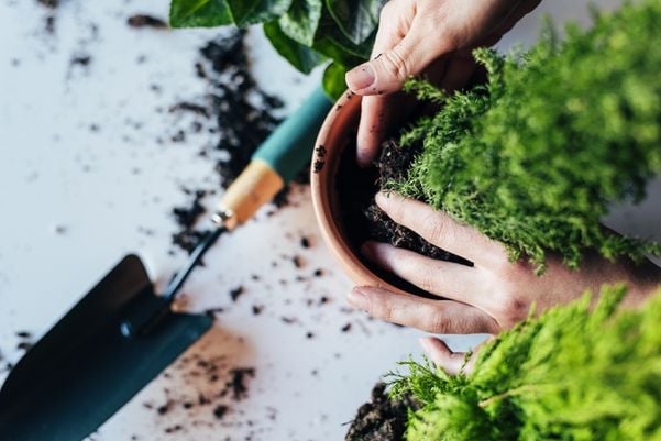 Como mudar uma planta de vaso