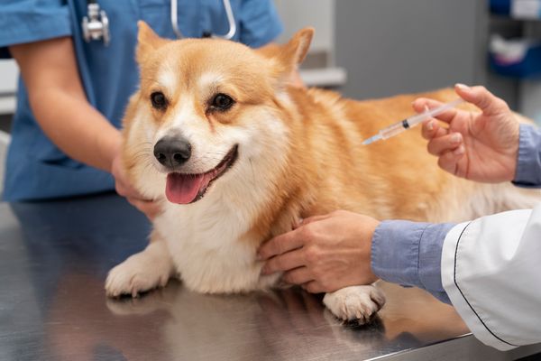 Os cães também precisam ser vacinados todos os anos contra a raiva