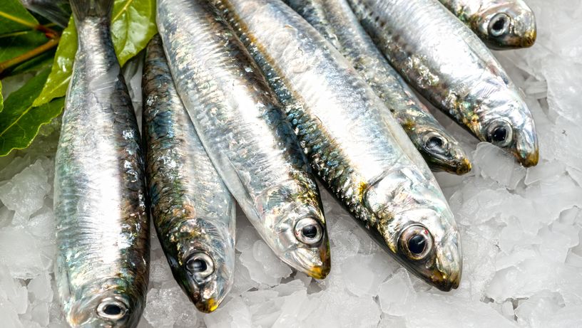 Sardinha