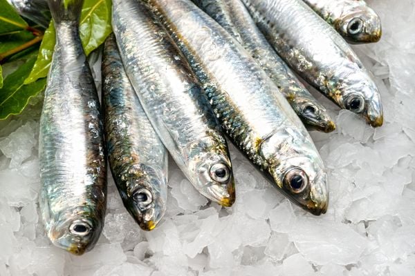 Sardinha