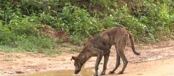 Polícia investiga denúncias de envenenamento de cães e gatos em Cachoeiro