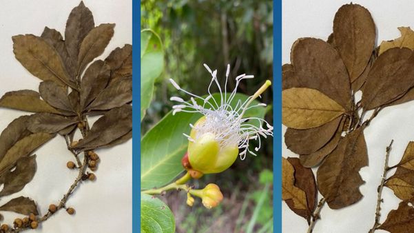 Em sequência estão as plantas: D. heterophyllus Monzoli & D.Sampaio, a Cynophalla grandiflora Luber e a D. serrulatus Monzoli & Fraga.
