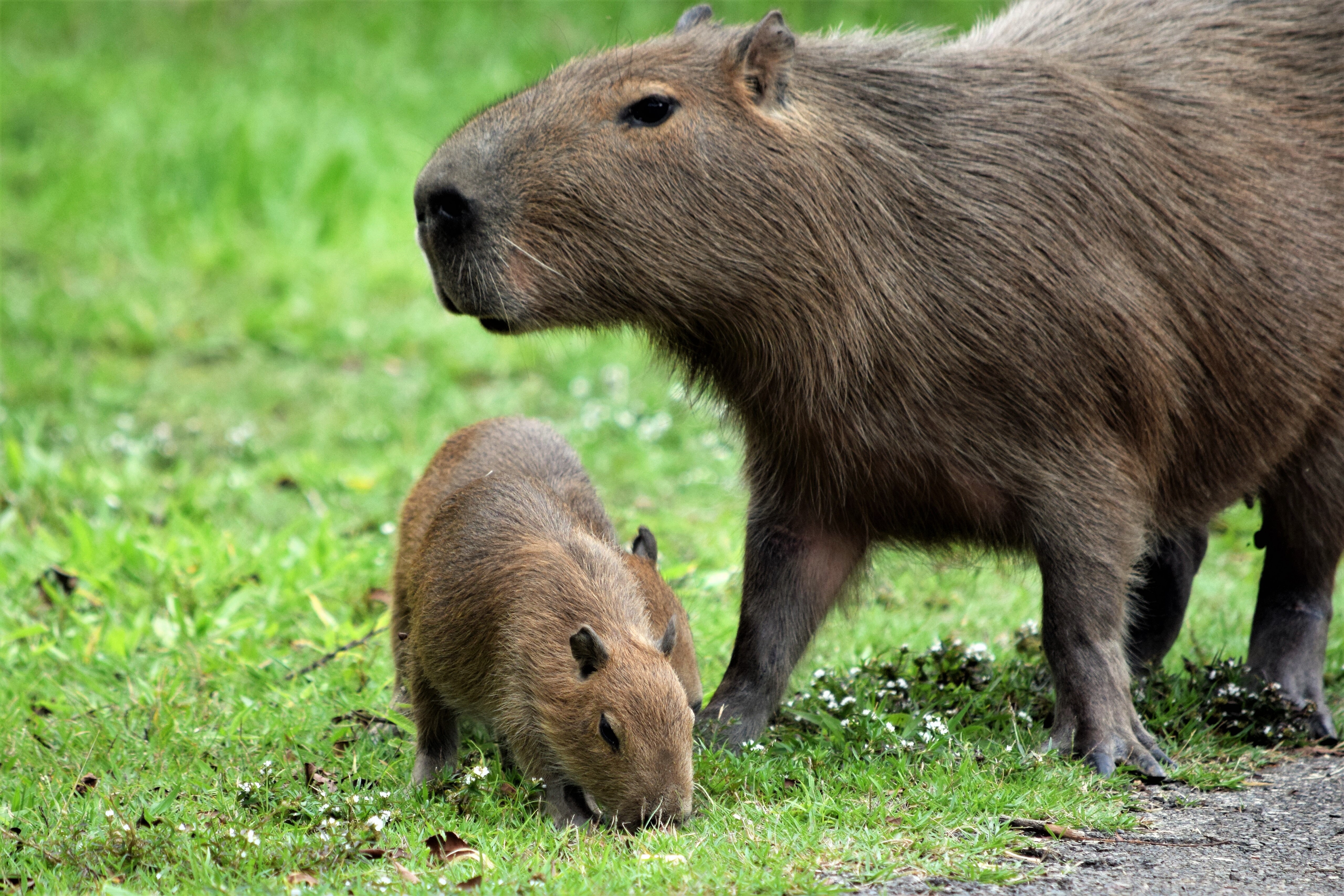 CAPIVARA FILHOTE in 2023