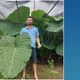 Imagem - Conheça a 'floresta' de taiobas gigantes em Barra de São Francisco