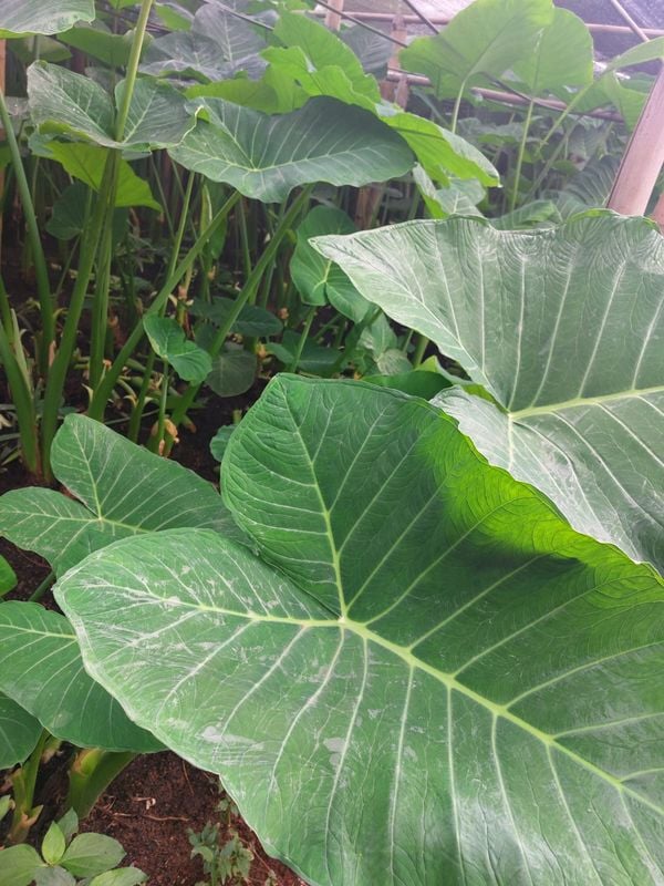 Taiobas gigantes atingem parte mais alta do viveiro