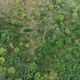Imagem - Polícia ambiental identifica 17 hectares desmatados de mata nativa no Sul do ES
