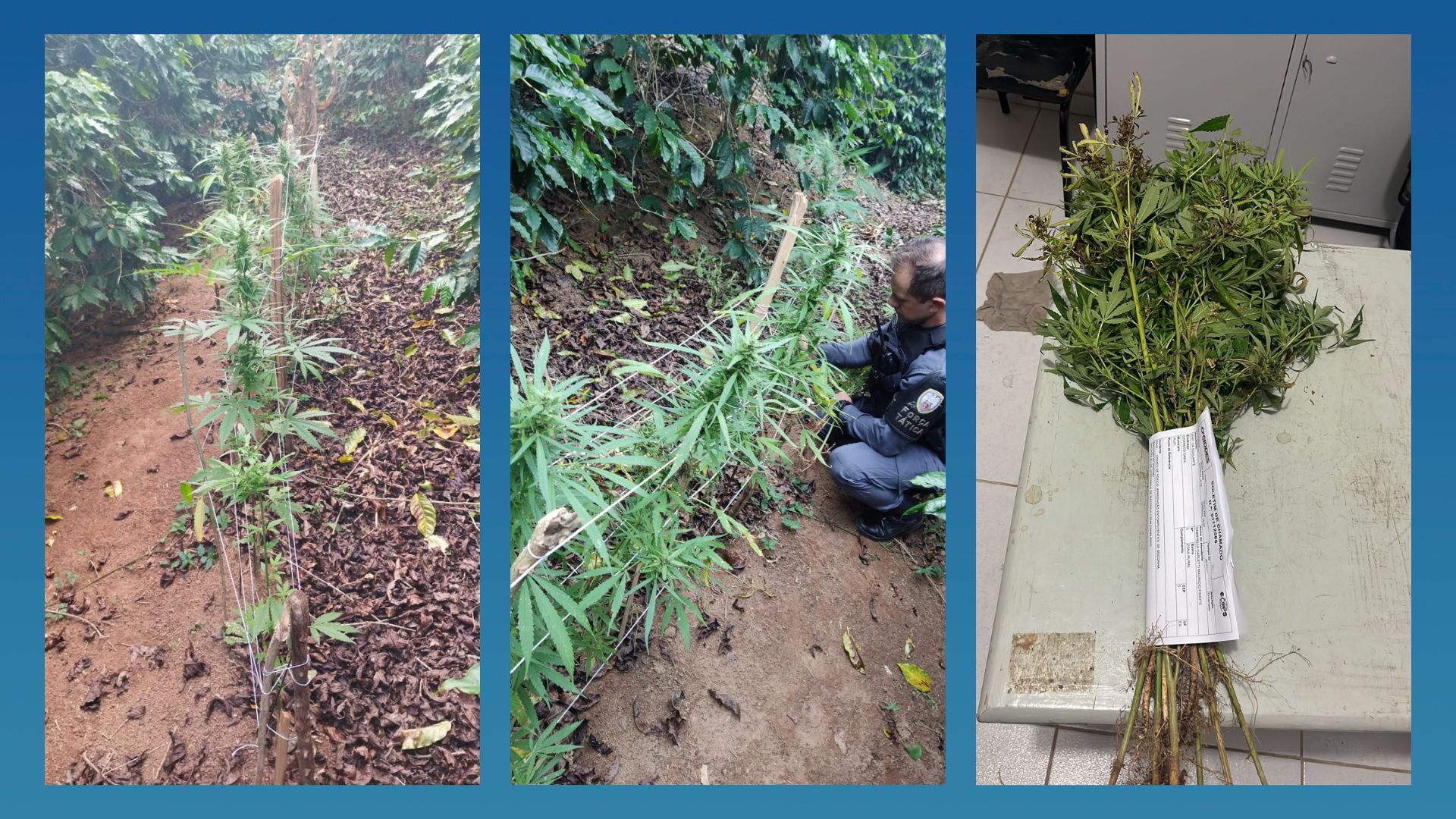 17 pés da planta foram encontrados pela após denúncia anônima nesta quarta-feira (9) em Irupi. Dono não foi localizado