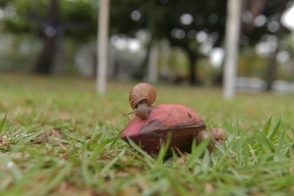 Presença de caramujos na Praça da Ciência tem causado incomodo em Vitória