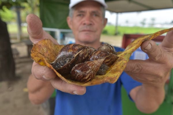 Presença de caramujos na Praça da Ciência tem causado incomodo em Vitória