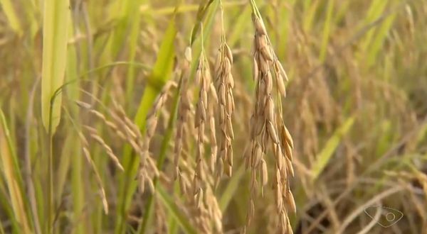 Família produz 40 toneladas de arroz por ano e mantém tradição de cultivo do cereal