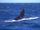 Primeiras baleias jubarte são avistadas no litoral capixaba neste ano(Amigos da Jubarte)