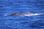Primeiras baleias jubarte são avistadas no litoral capixaba neste ano(Amigos da Jubarte)