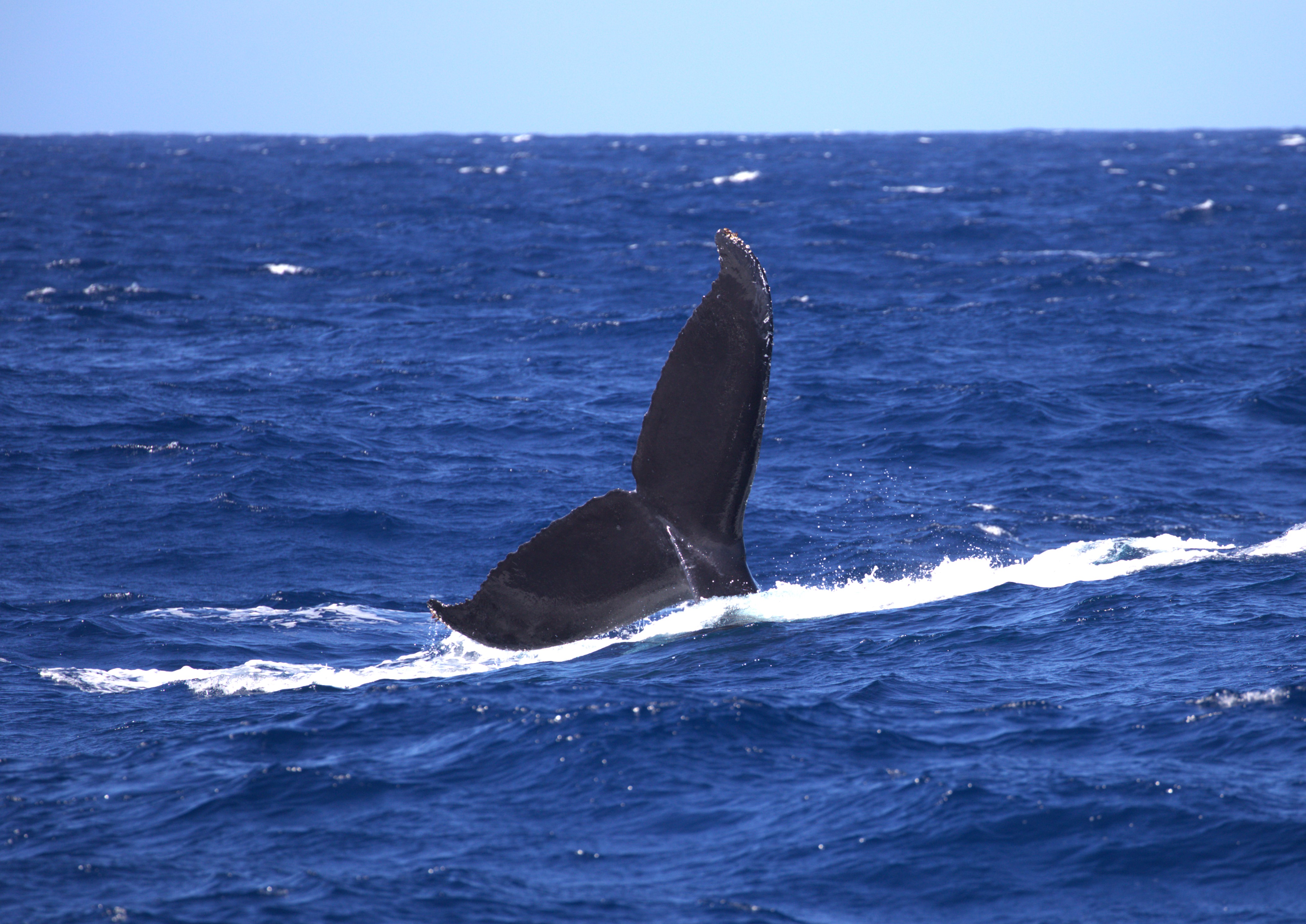 Pesquisadores do Projeto Amigos da Jubarte avistaram quatro baleias na manhã desta quarta-feira (24); a temporada oficial da passagem delas pelo litoral brasileiro começa em junho