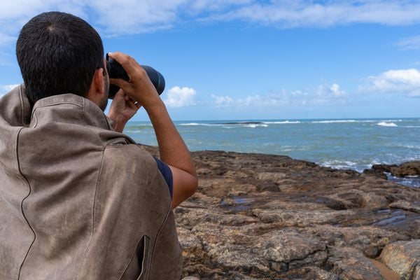 Marataízes monitora aves marinhas em ilhas 