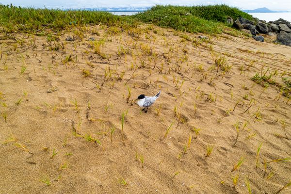 Marataízes monitora aves marinhas em ilhas  por Divulgação/ PMM